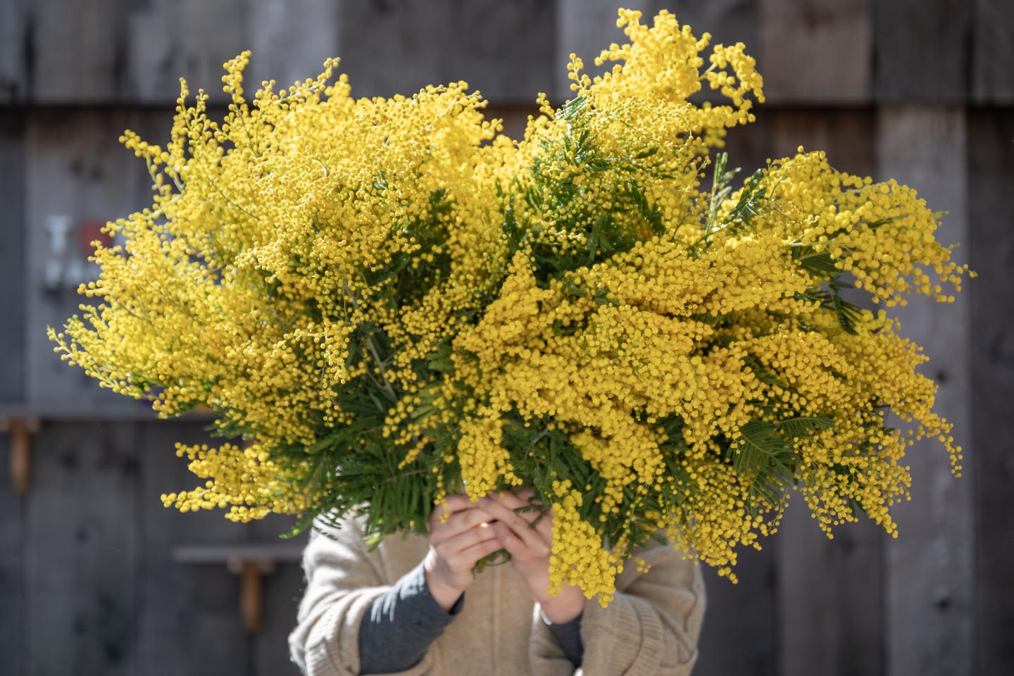 ミモザの日（3/8）に。イタリアより、ミランドールのミモザの花束を。 表参道植物屋 by TOKYO FANTASTIC
