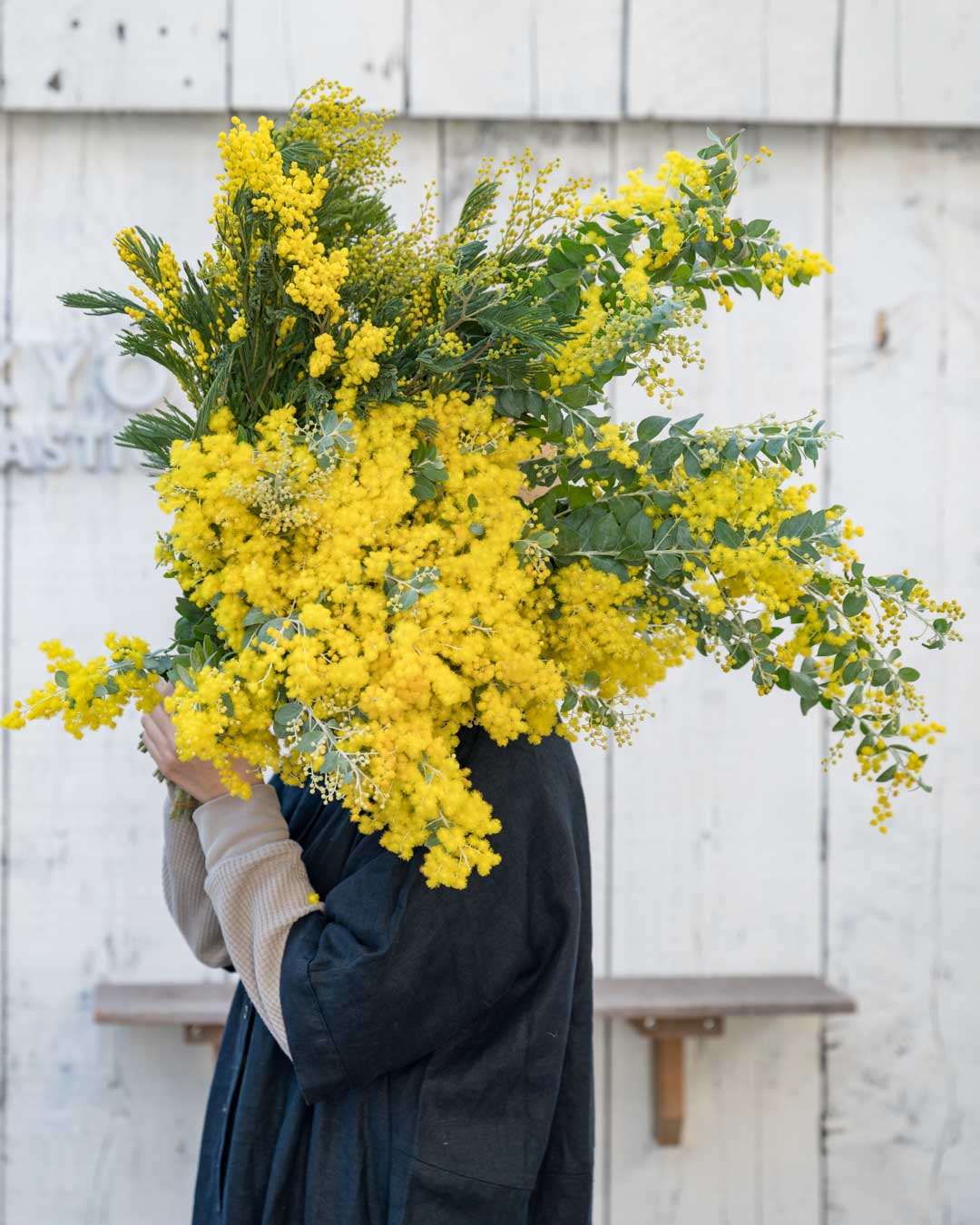 イタリア産 ミモザ 黄色いポンポンがかわいい♪ 花が房なりのイタリア産ミモザのドライフラワー ◇ 花材 リース 手作り イエロー 素材 ナチュラル  インテリア